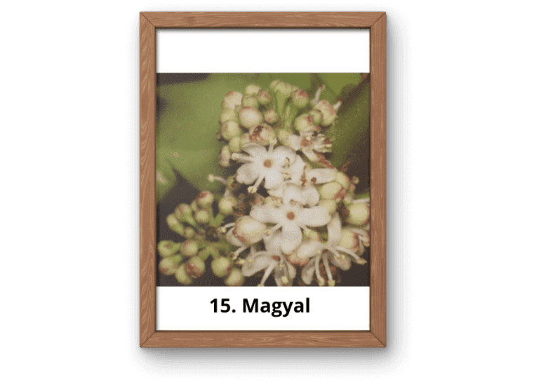 15. Magyal (1)