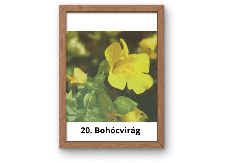 20. Bohócvirág (1)